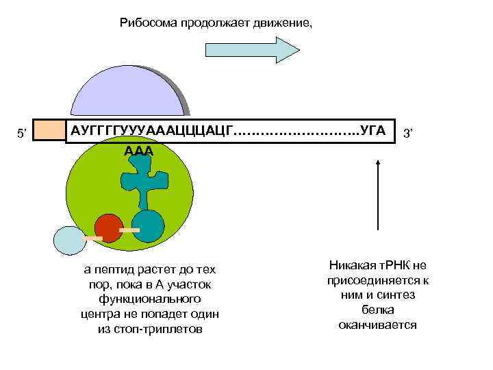 Рибосома продолжает движение, 5’ АУГГГГУУУАААЦЦЦАЦГ……………. УГА ААА а пептид растет до тех пор, пока