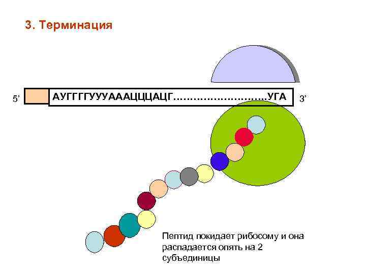 3. Терминация 5’ АУГГГГУУУАААЦЦЦАЦГ……………. УГА 3’ Пептид покидает рибосому и она распадается опять на
