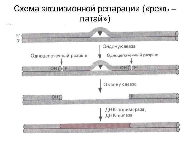 Схема эксцизионной репарации ( «режь – латай» ) 