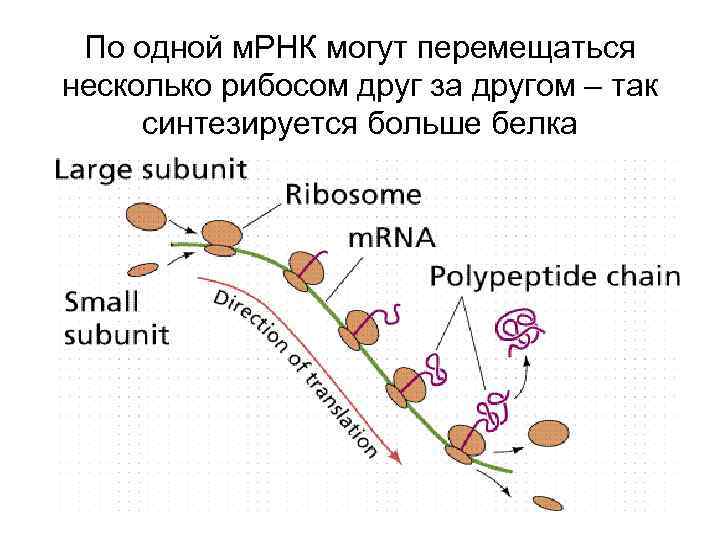По одной м. РНК могут перемещаться несколько рибосом друг за другом – так синтезируется