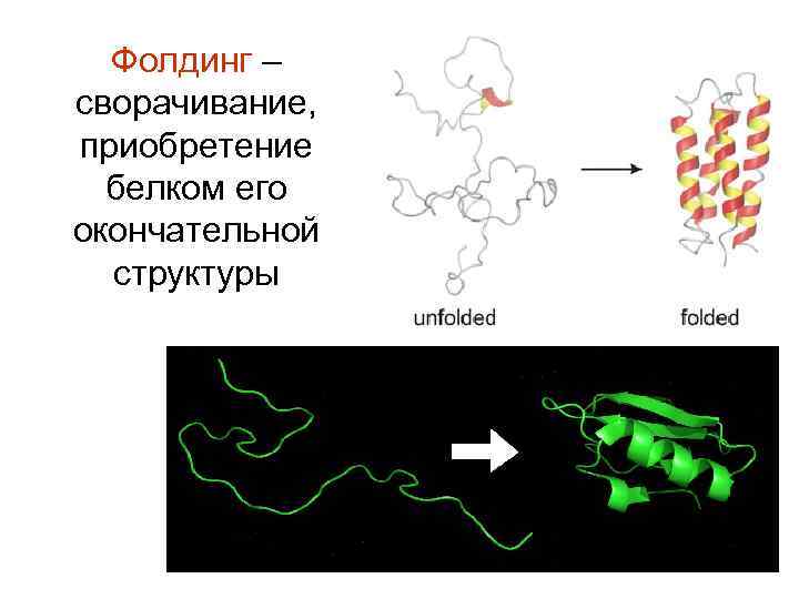 Фолдинг – сворачивание, приобретение белком его окончательной структуры 