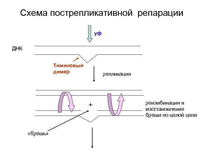 Схема репарации днк биохимия