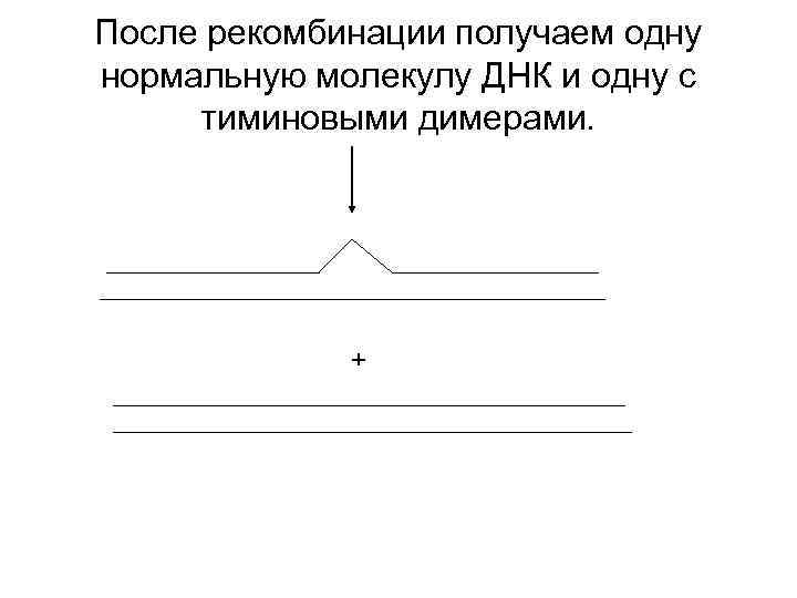 После рекомбинации получаем одну нормальную молекулу ДНК и одну с тиминовыми димерами. + 