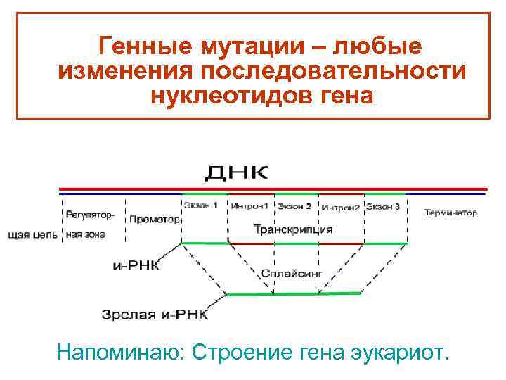 Генные мутации – любые изменения последовательности нуклеотидов гена Напоминаю: Строение гена эукариот. 