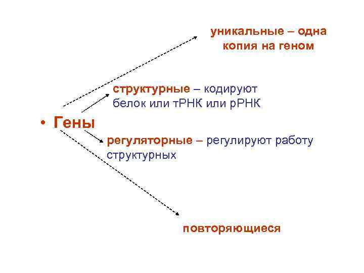 уникальные – одна копия на геном структурные – кодируют белок или т. РНК или
