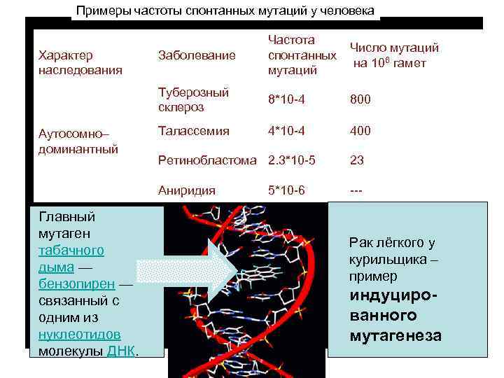 Примеры частоты спонтанных мутаций у человека Заболевание Туберозный склероз Характер наследования Частота Число мутаций