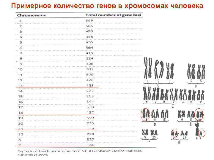 Примерное количество генов в хромосомах человека 