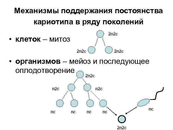 Механизмы поддержания постоянства кариотипа в ряду поколений 2 n 2 c • клеток –