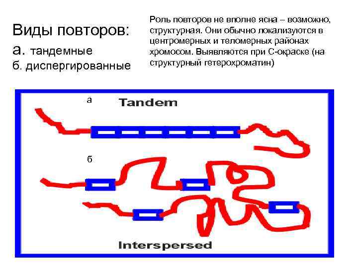 Виды повторов: а. тандемные б. диспергированные а б Роль повторов не вполне ясна –