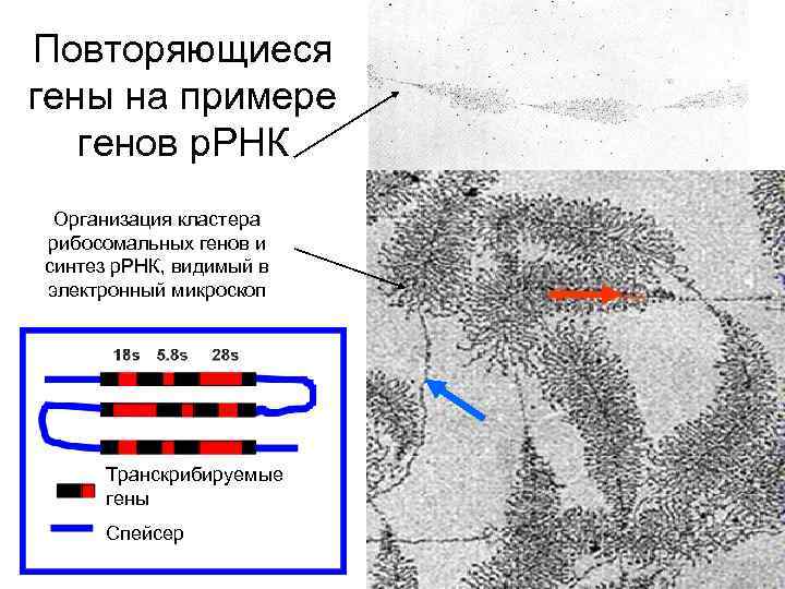 Повторяющиеся гены на примере генов р. РНК Организация кластера рибосомальных генов и синтез р.