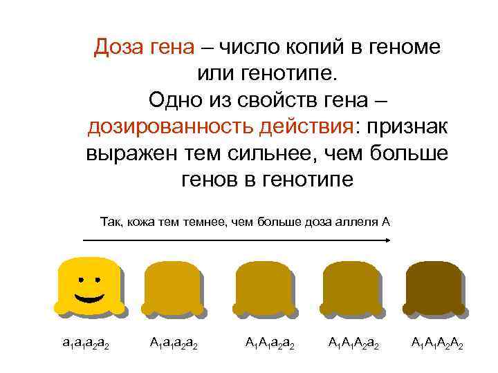 Доза гена – число копий в геноме или генотипе. Одно из свойств гена –