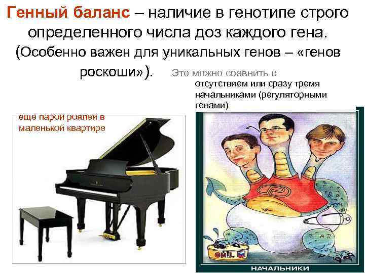 Генный баланс – наличие в генотипе строго определенного числа доз каждого гена. (Особенно важен