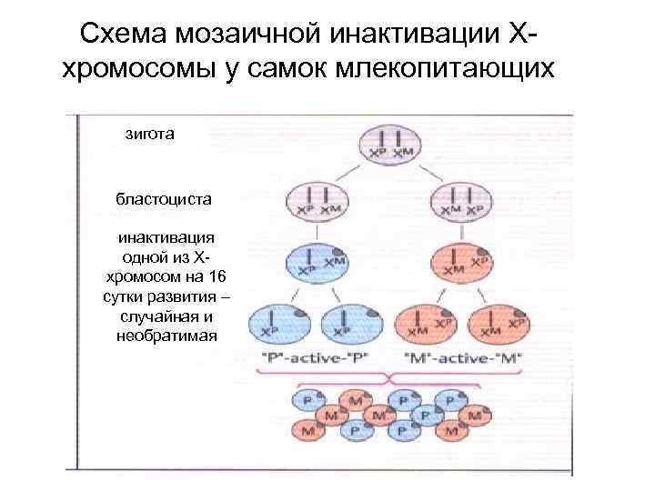 Схема мозаичной инактивации Ххромосомы у самок млекопитающих зигота бластоциста инактивация одной из Ххромосом на