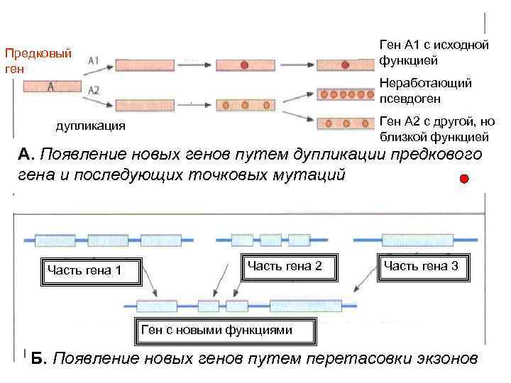 Ген А 1 с исходной функцией Предковый ген Неработающий псевдоген Ген А 2 с
