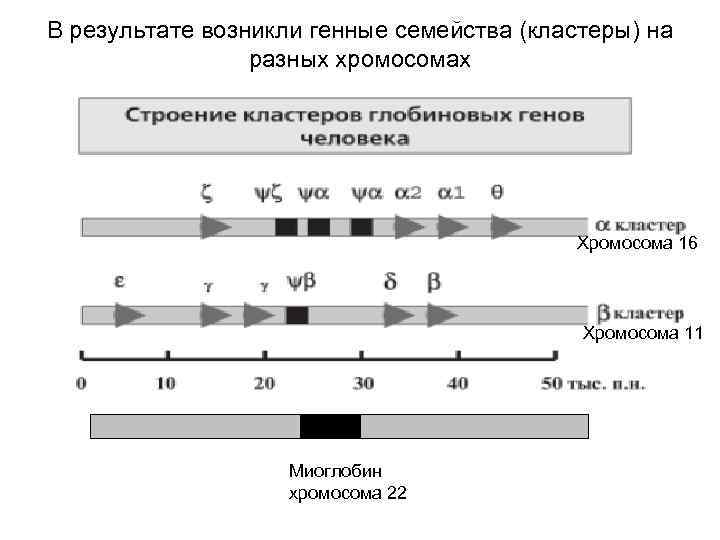 В результате возникли генные семейства (кластеры) на разных хромосомах Хромосома 16 Хромосома 11 Миоглобин