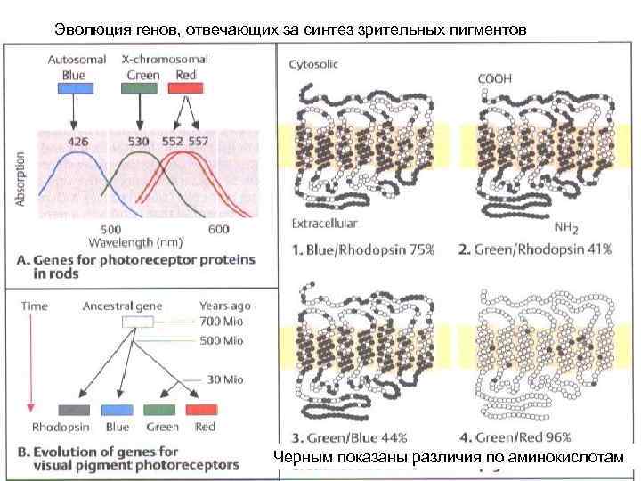 Эволюция генов, отвечающих за синтез зрительных пигментов Черным показаны различия по аминокислотам 
