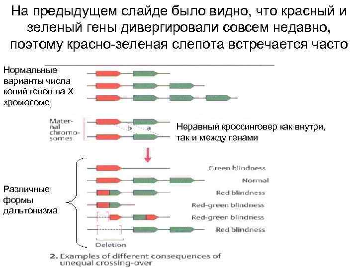 На предыдущем слайде было видно, что красный и зеленый гены дивергировали совсем недавно, поэтому