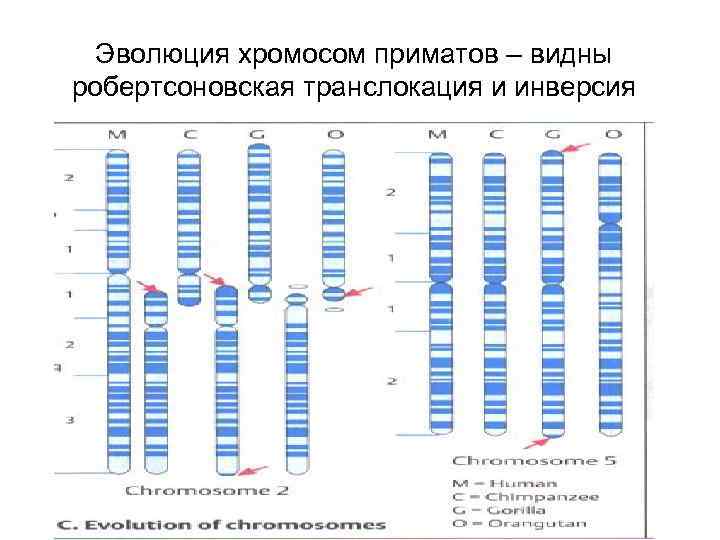 Эволюция хромосом приматов – видны робертсоновская транслокация и инверсия 