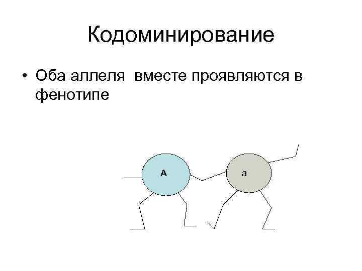 Кодоминирование • Оба аллеля вместе проявляются в фенотипе А а а 