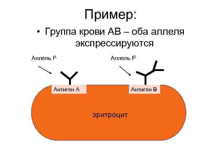 Пример: • Группа крови АВ – оба аллеля экспрессируются Аллель IА Аллель IВ Антиген
