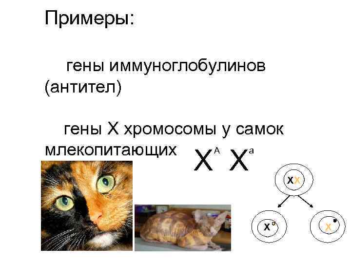 Примеры: гены иммуноглобулинов (антител) гены Х хромосомы у самок А а млекопитающих Х Х