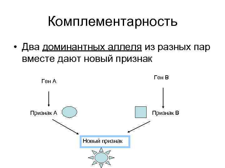 Комплементарность • Два доминантных аллеля из разных пар вместе дают новый признак Ген В