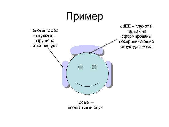 Пример dd. EE – глухота, так как не сформированы воспринимающие структуры мозга Генотип DDee