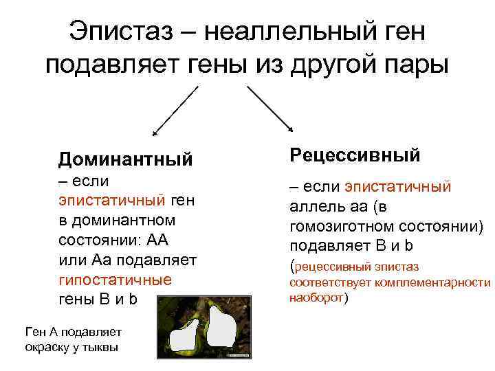 Эпистаз – неаллельный ген подавляет гены из другой пары Доминантный Рецессивный – если эпистатичный