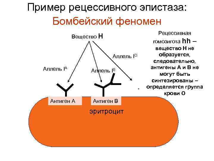 Пример рецессивного эпистаза: Бомбейский феномен Рецессивная Вещество Н Аллель IО Аллель IА Аллель IВ