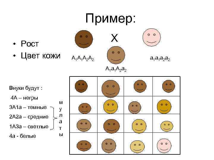 Пример: • Рост • Цвет кожи Х А 1 А 1 А 2 А