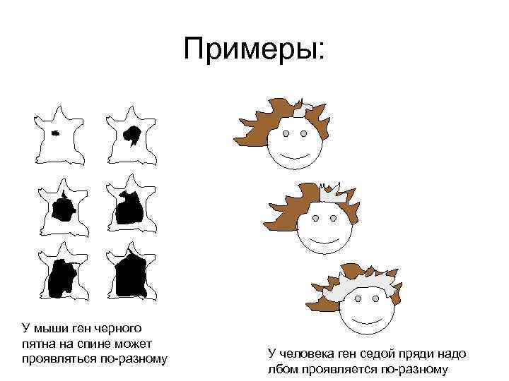 Примеры: У мыши ген черного пятна на спине может проявляться по-разному У человека ген