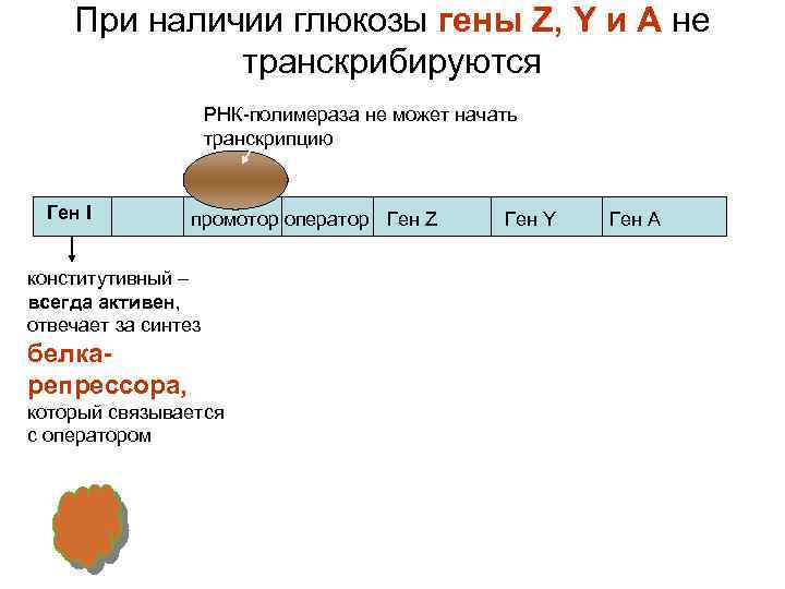 При наличии глюкозы гены Z, Y и А не транскрибируются РНК-полимераза не может начать