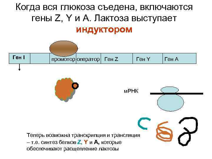 Когда вся глюкоза съедена, включаются гены Z, Y и А. Лактоза выступает индуктором Ген
