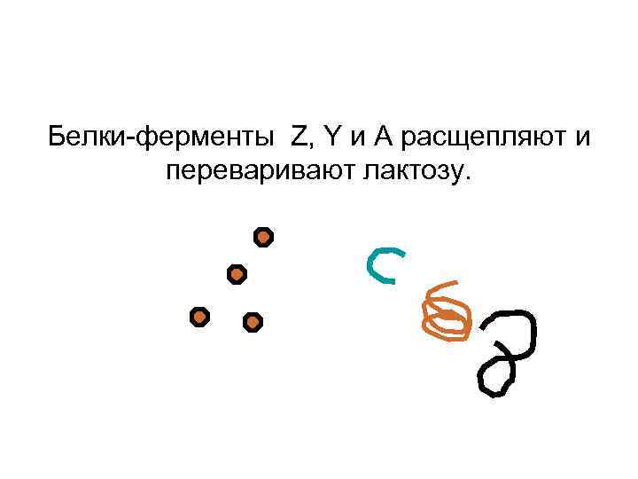 Белки-ферменты Z, Y и А расщепляют и переваривают лактозу. 