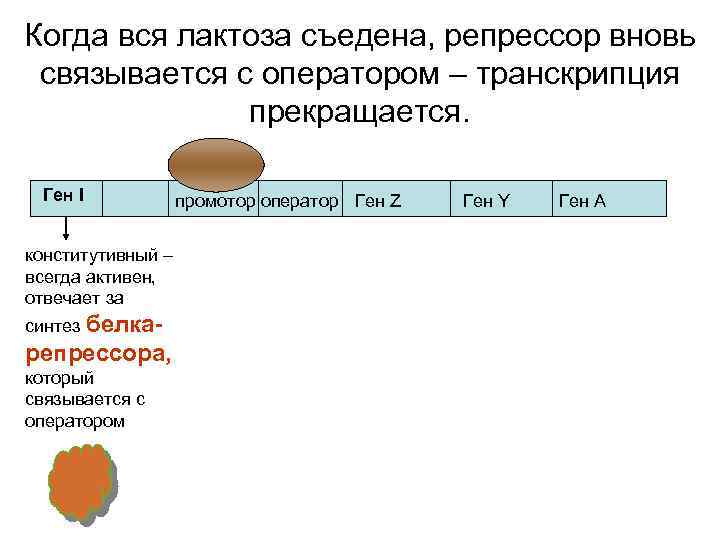 Когда вся лактоза съедена, репрессор вновь связывается с оператором – транскрипция прекращается. Ген I