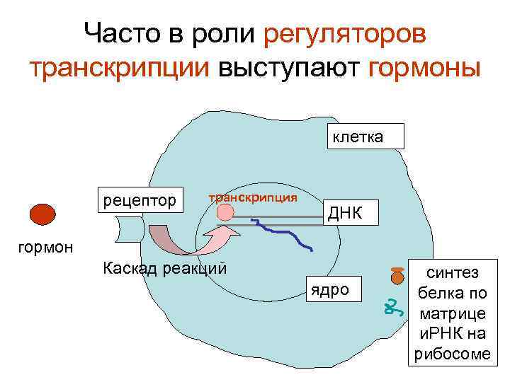 Часто в роли регуляторов транскрипции выступают гормоны клетка рецептор транскрипция ДНК гормон Каскад реакций