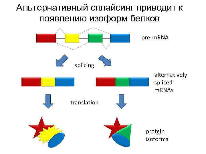 Альтернативный сплайсинг приводит к появлению изоформ белков 