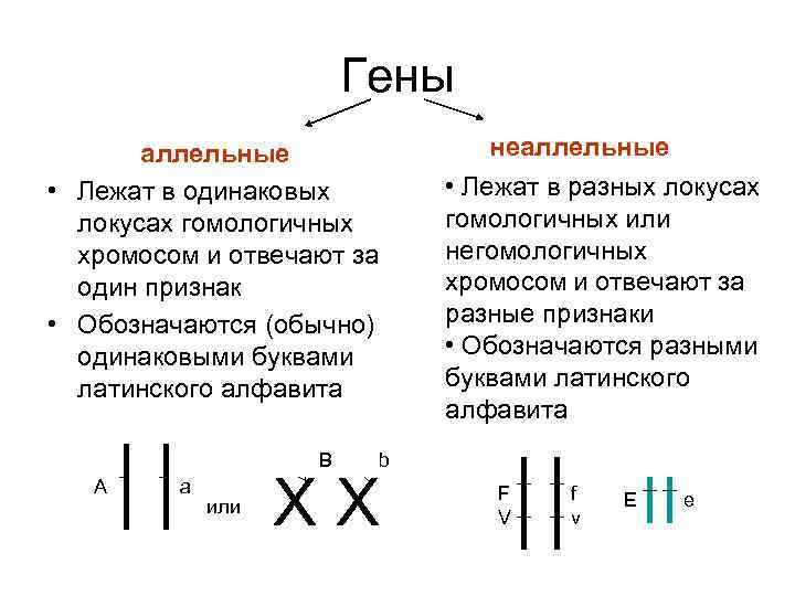 Гены аллельные • Лежат в одинаковых локусах гомологичных хромосом и отвечают за один признак