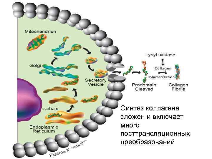 Синтез коллагена сложен и включает много посттрансляционных преобразований 