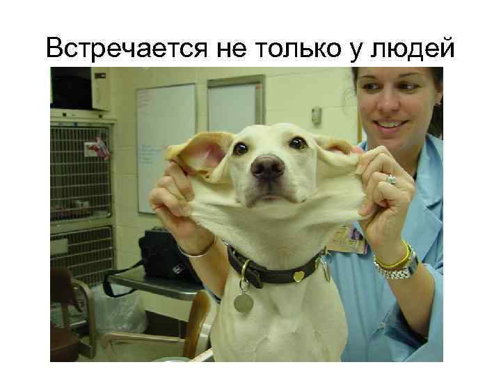 Встречается не только у людей 