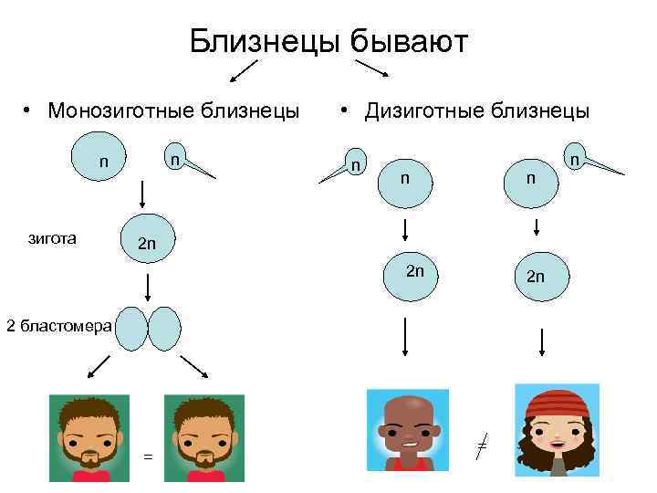 Близнецы бывают • Монозиготные близнецы n n зигота • Дизиготные близнецы n n n