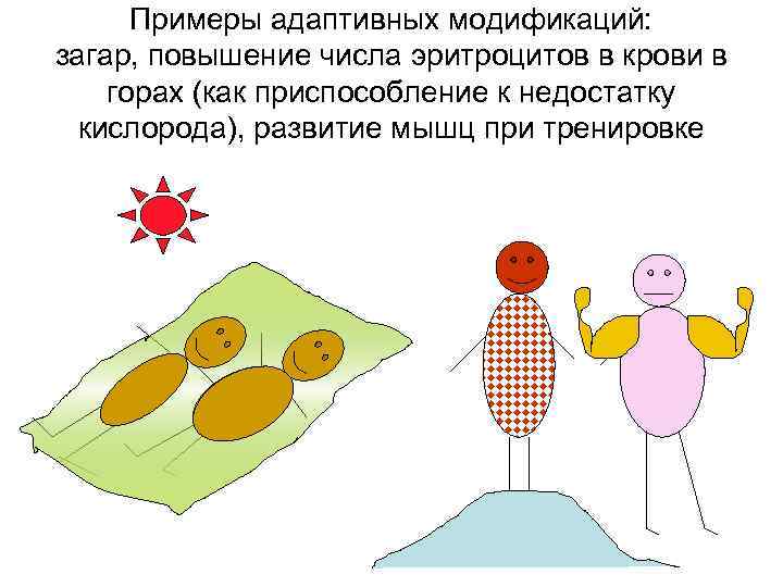 Примеры адаптивных модификаций: загар, повышение числа эритроцитов в крови в горах (как приспособление к