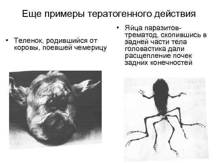 Еще примеры тератогенного действия • Теленок, родившийся от коровы, поевшей чемерицу • Яйца паразитовтрематод,