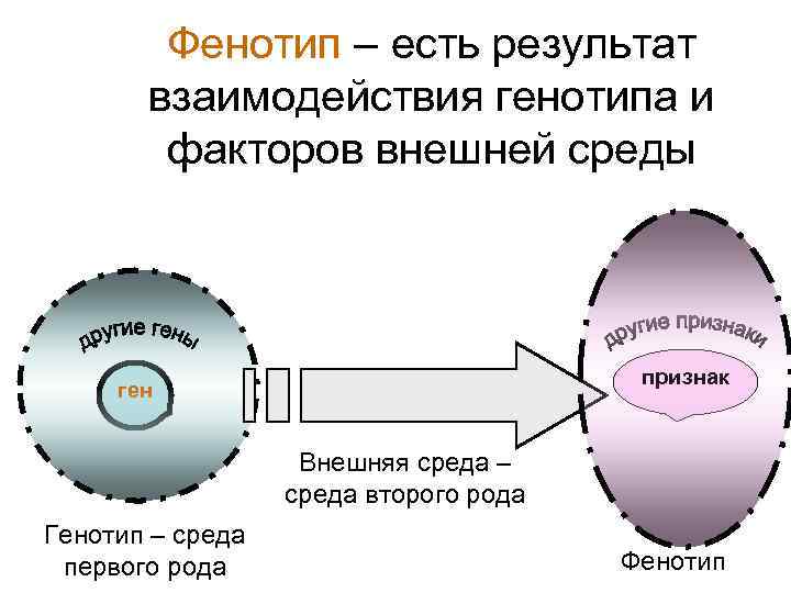 Фенотип – есть результат взаимодействия генотипа и факторов внешней среды признак ген Внешняя среда