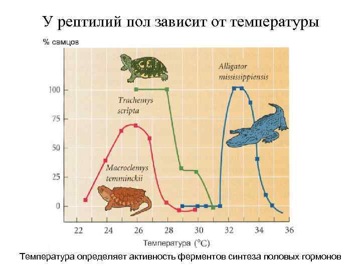У рептилий пол зависит от температуры Температура определяет активность ферментов синтеза половых гормонов 