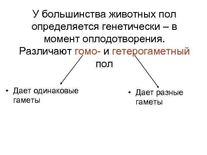 У большинства животных пол определяется генетически – в момент оплодотворения. Различают гомо- и гетерогаметный