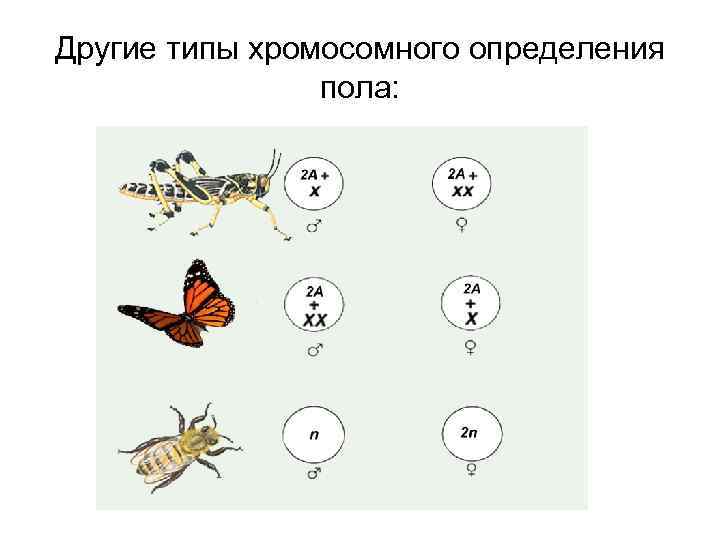 Другие типы хромосомного определения пола: 