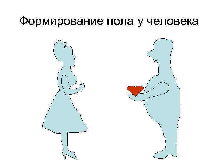 Формирование пола у человека 