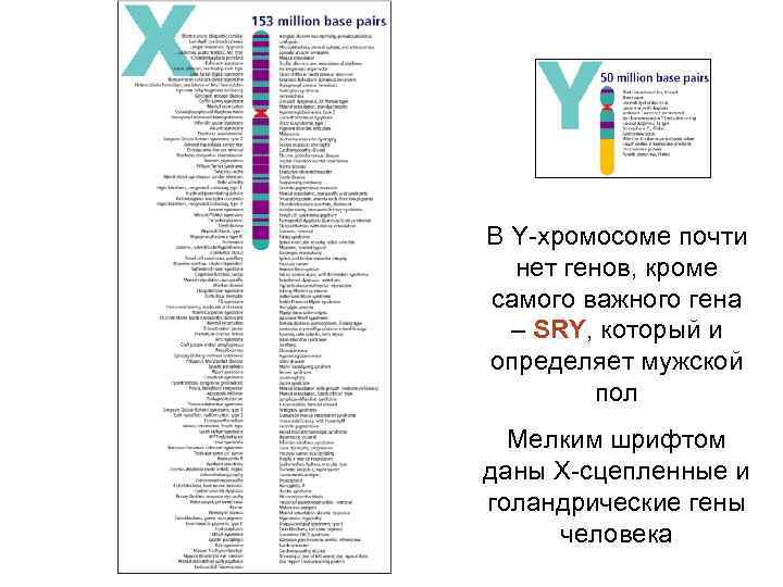 В Y-хромосоме почти нет генов, кроме самого важного гена – SRY, который и определяет
