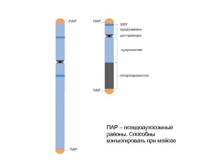 ПАР – псевдоаутосомные районы. Способны конъюгировать при мейозе 